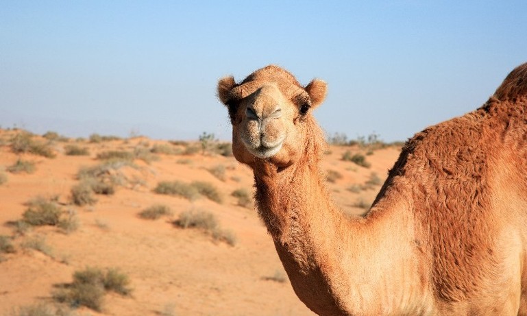 Muscatt to Jeddah 